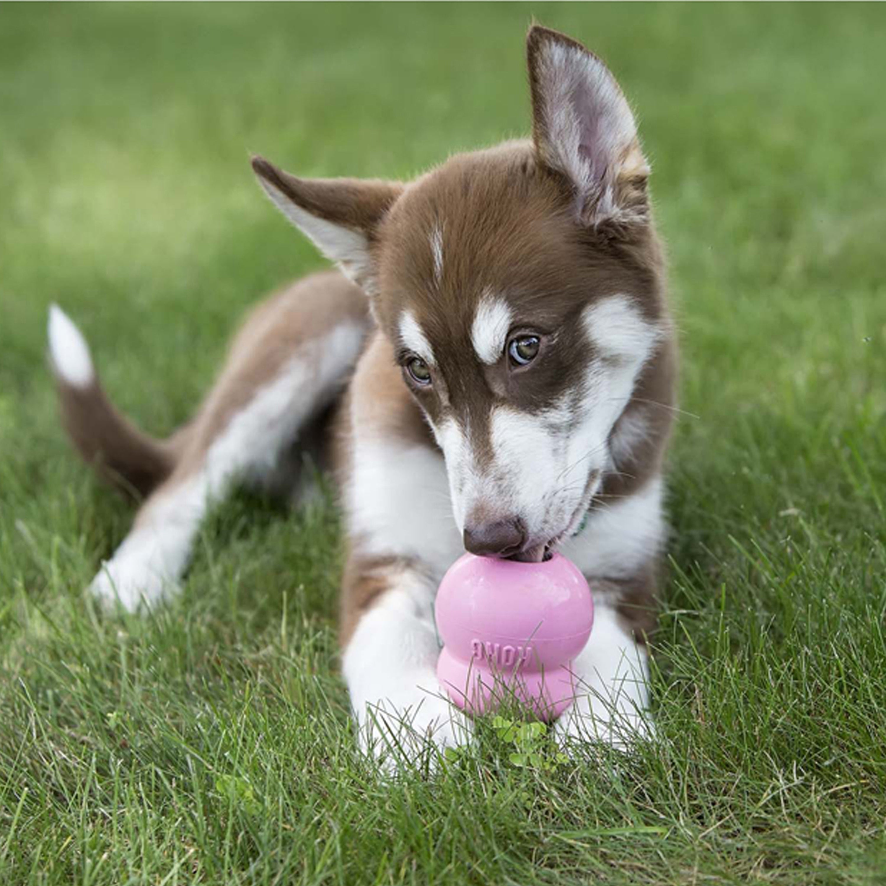 KONG Dog Easy Treat Puppy 01