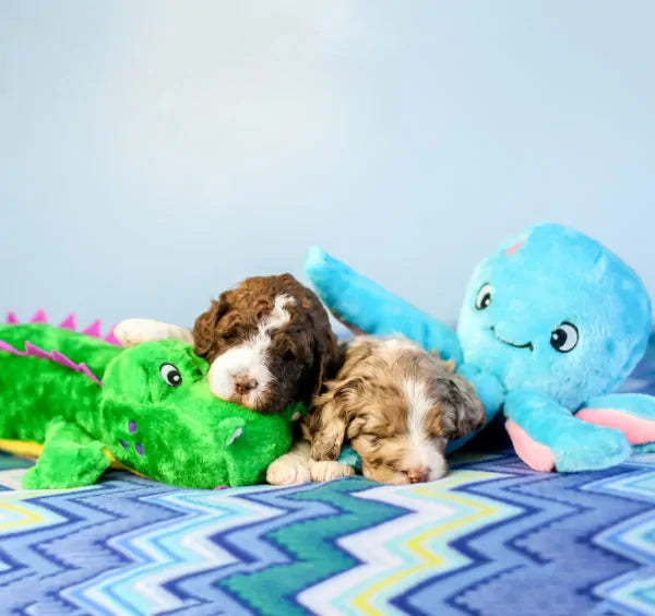 Zippy Paws Dog Toys Plush Grunterz - Alvin the Alligator 05