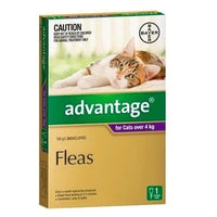 Advantage Fleas carton for cats over 4kg, purple band, single pack