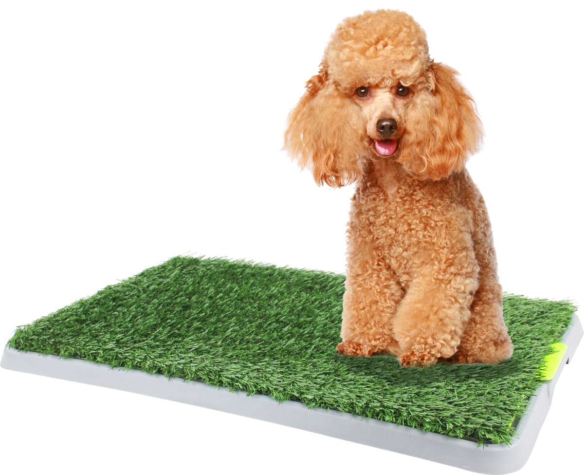Poodle sitting on the green artificial grass dog trainer toilet