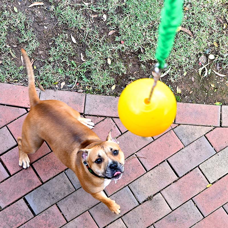 Aussie Dog Home Alone Dog Toy 02
