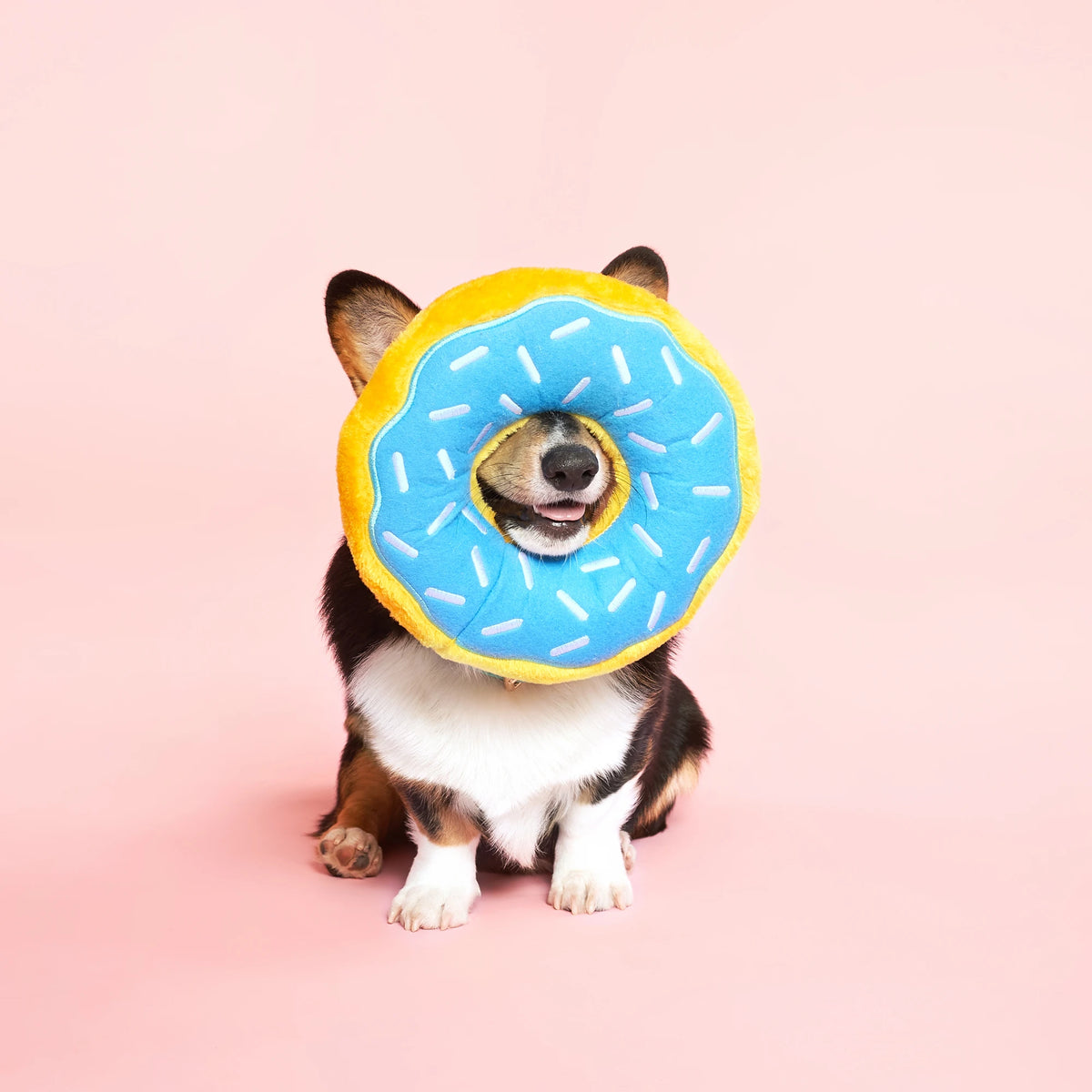 Corgi on a pink backdrop peeking through a Zippy Paws Donutz Jumbo plush dog toy