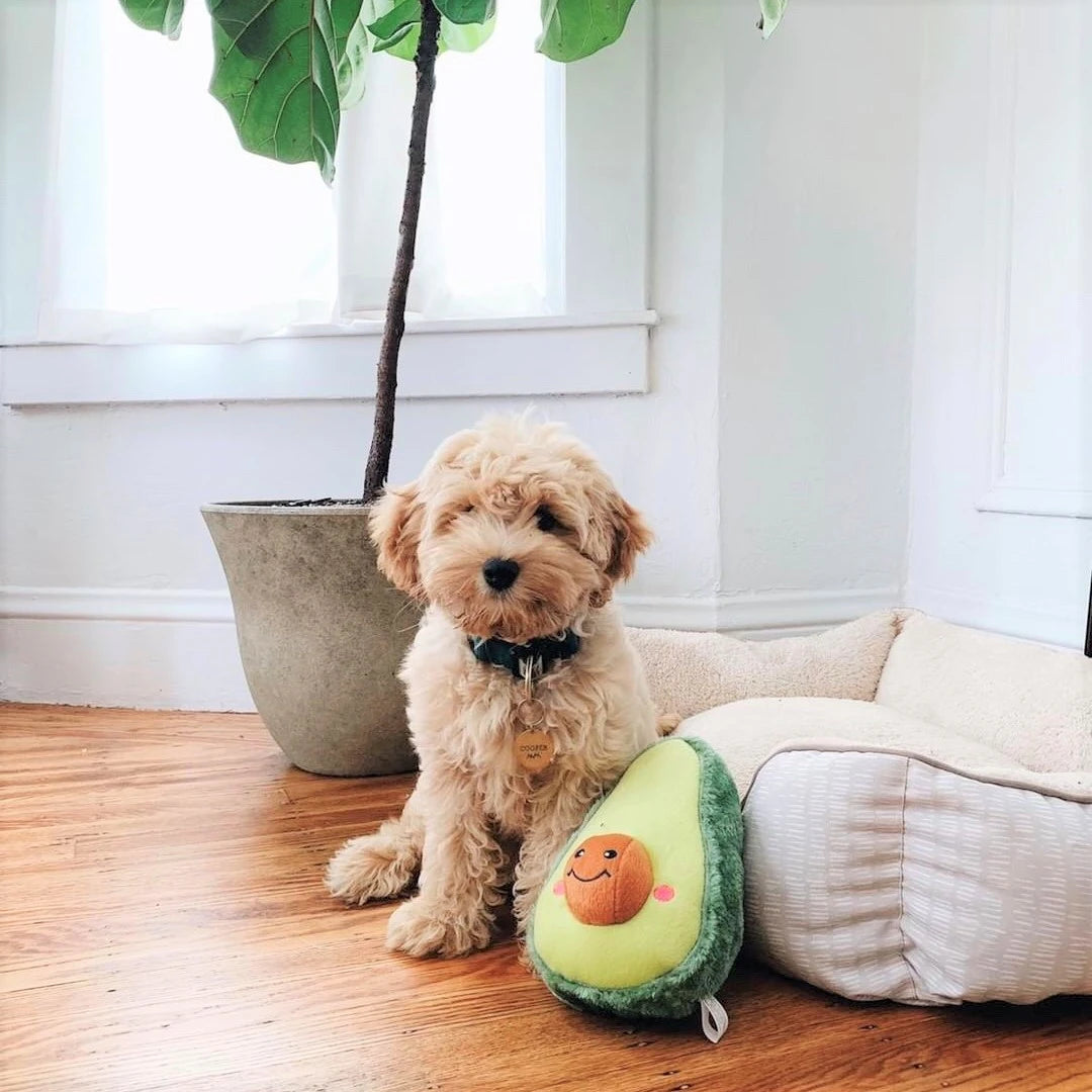 Cavoodle on a dog bed by a window with a Zippy Paws NomNomz plush avocado dog toy