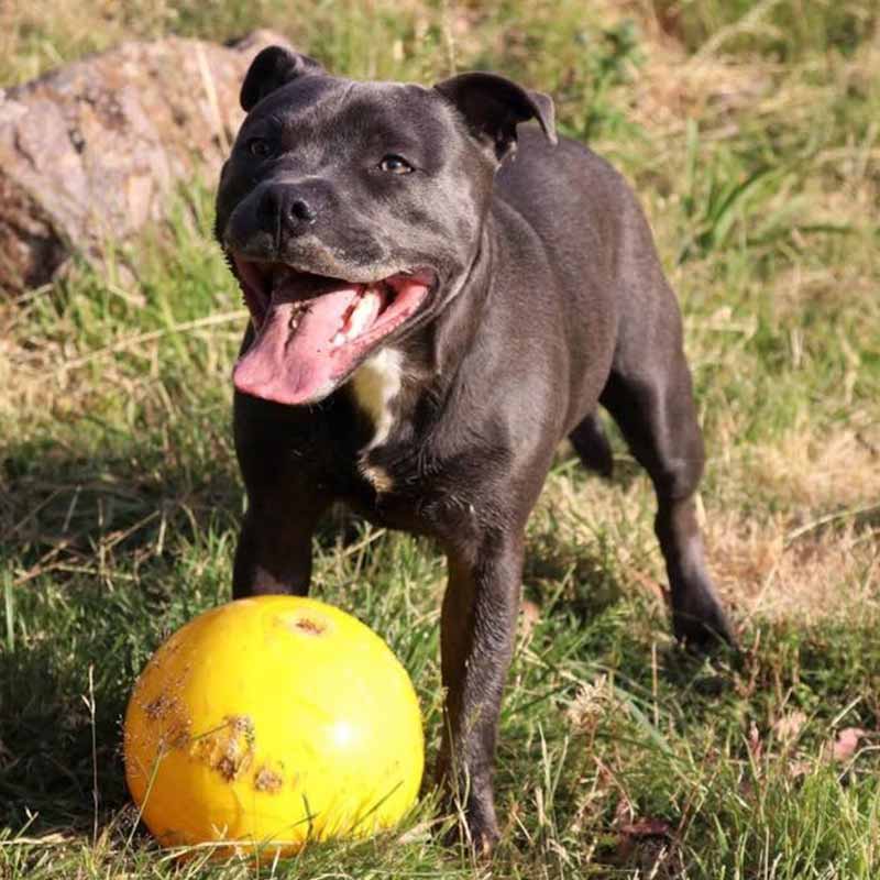 Aussie Dog Tucker Ball 06