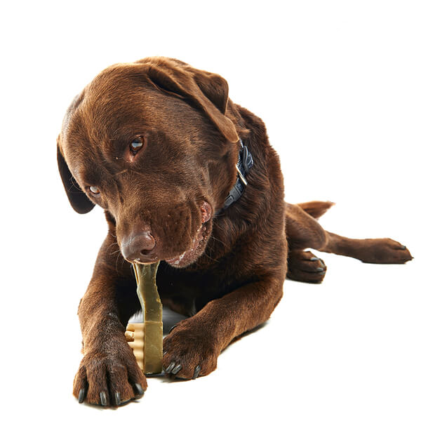 Whimzees Dental Dog Treats Variety Boxes - Alligator + Stix + Toothbrush | PeekAPaw Pet Supplies